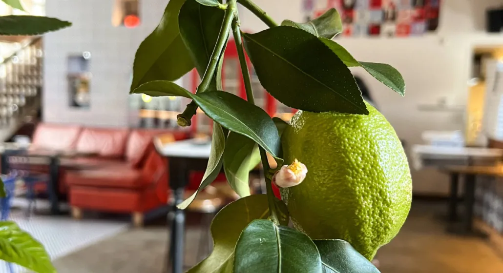 Brunapoli Vivere L'Italia - Vitacura, Los Trapenses, Los Dominicos - Pizza Napoletana Brunapoli Vivere L'Italia - Vitacura, Los Trapenses, Los Dominicos - Pizza Napoletana